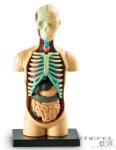 Learning Puzzle model biologic - Corpul uman
