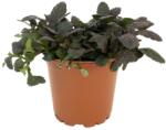  Vinețică (Ajuga) Mahagony (6414)