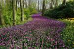 Blueback MAT Fotótapéta Road of pink flowers, 300 x 250 cm (BBIMG1359)