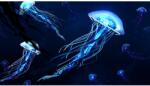 Blueback MAT Világító medúza tapéta, 250 x 150 cm (BBIMG3386)