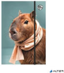 OPTISCHOOL Füzetbox, A4, OPTISCHOOL, "Capybara (27IFB00-004) - alter