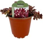  Iarbă grasă (Sedum) Wildfire (6441)