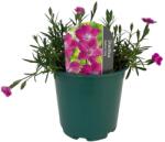  Garofițe (Dianthus) Kahori Pink (6427)