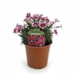  Garofițe (Dianthus) Flutterburst (6429)