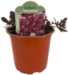  Iarbă grasă (Sedum) Sunsparkler Firecracker (6436)
