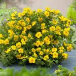  Potentilla Goldstar (9071)