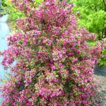  Weigela Victoria (2566)