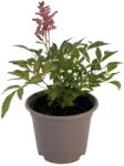  Astilbe astary roșie/albă (6420)