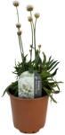 Armeria Ballerina albă (6417)