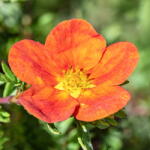  Potentilla Red Ace (2041)