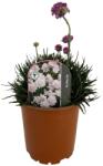  Armeria Armada roz (6416)