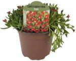  Floare de cristal (Delosperma) Icecream Fire (6425)