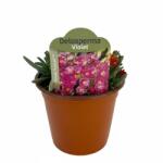  Floare de cristal (Delosperma) Ocean Sunset Violet (6423)