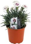  Garofițe (Dianthus) Silver Star (6428)