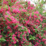  Weigela Bristol Ruby (9564)