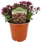  Iarbă grasă (Sedum) Purple Winter (6443)
