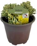  Iarbă grasă (Sedum) Atlantis (6433)