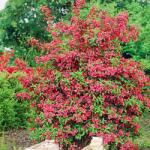  Weigela Red Prince (9014)