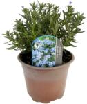  Lithodora Heavenly Blue (6431)
