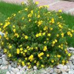  Potentilla Sommerflor (4104)