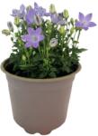  Clopoțel (Campanula) Pearl Blue (6422)