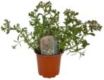  Iarbă grasă (Sedum) Tricolor (6434)