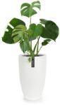 Blumfeldt Fox & Fern Fibre Stone PP-CONE-M-MW