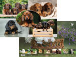  T-Creativ Asztali Könyöklő 54, 5x34 cm Dogs (L01081TDO)