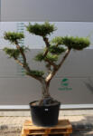 Plantstore Olajfa Pompom Opp703- Olea Europaea
