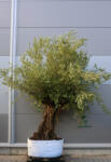 Plantstore Olajfa Bonsai Obm707- Olea Europaea