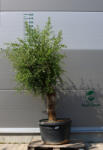 Plantstore Olajfa Tusco Tn723- Olea Europaea