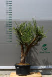 Plantstore Olajfa Tusco Tk705- Olea Europaea