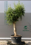 Plantstore Olajfa Tusco Tn721- Olea Europaea