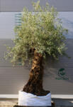 Plantstore Olajfa Bonsai Obm703- Olea Europaea