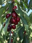 Pom Fruct Cires Tamara, ghiveci 5L, H 100-120 cm (PF1)