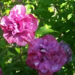  Hibiscus Sanchoyo (9206)