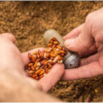 Guru Cosulet Guru Window Feeder, Small, 20g+30g, 2bc (A.GU.GWF03)