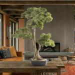 Schuller Valencia Planta artificiala, Chokkan BONSAI 83cm (SV-214322)