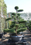 Plantstore Leylandi Ciprus Bonsai 170/180 Cm- Cupressocyparis Leylandii