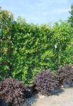 Plantstore Csillagjázmin Panel 200x130 Cm- Trachelospermum Jasminoides
