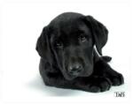 T'nB TSDOG