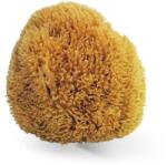 Torodecor Burete Natural, din Marea Caraibelor, SEA MATRIX, pentru efecte decorative, 16 cm (55226)