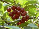 Pom Fruct Visin Jubileu de Erd, ghiveci 4, 5 L, H 100 - 130 cm (PF1)