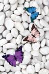 Conceptum Hypnose Carpet (80 x 120) Multicolor HMNT530