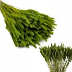 Mech Dekoracyjny Szárított díszfű Timótea (Phleum) zöld kb. 150 db dekorációhoz (Tymotka suszona zielona)