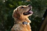 Tractive DOG 6 XL - GPS nyomkövető és egészségfigyelő kutyáknak, fekete (TRDOG6XLBK)