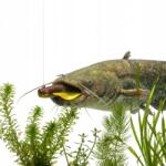 Iron Claw gumicsali Wave Glider 7cm 3.7g Lpk bliszteres kiszerelés 6 db (DKF-8343072)
