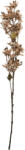 Clayre & Eef Floare artificiala alba maro 10x10x95 cm (5PL0265W)