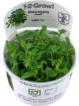 Tropica Staurogyne repens CUP - 1 db