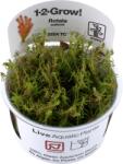 Tropica Rotala wallichii CUP - 1 db